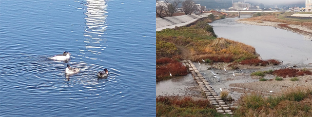 土岐川の野鳥