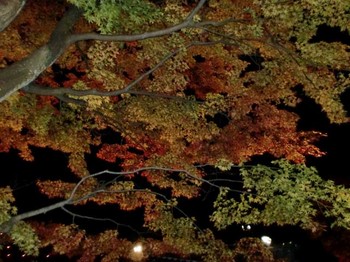 夜の紅葉.JPG